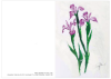 Korrespondenzkarte "Iris"